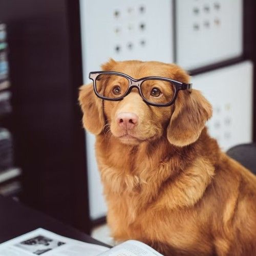 Cane con occhiali