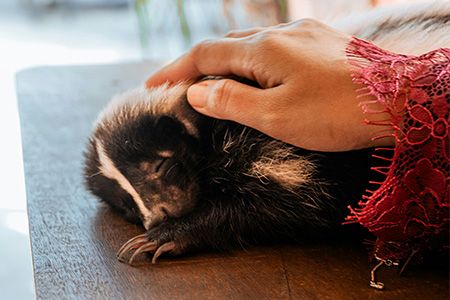 Associazioni animaliste a Prato - card