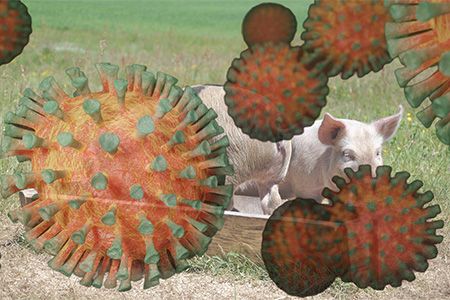 Peste suina africana - card