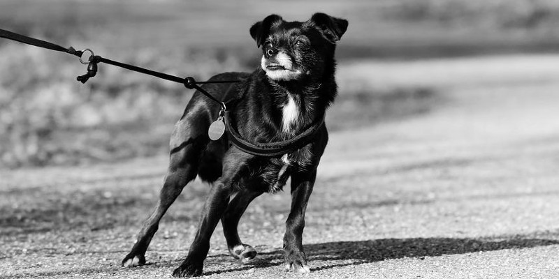 Cane randagio che viene preso dall'accalappiacani.