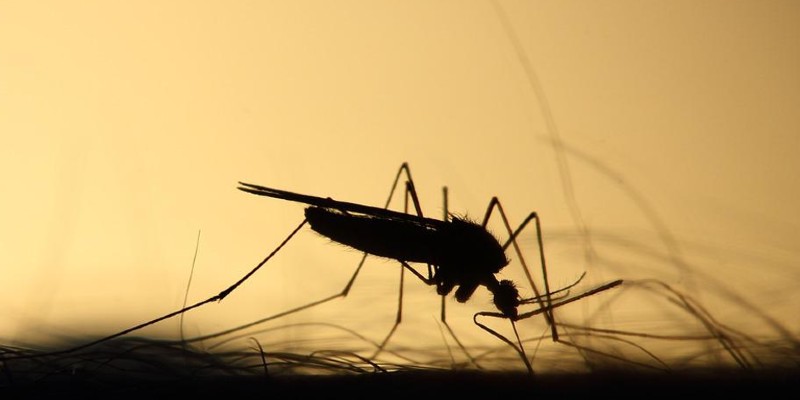 Zanzara che sta pungendo un essere umano