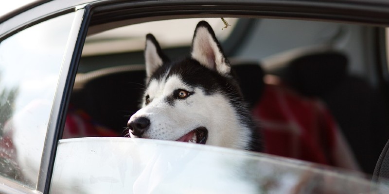 Cane che si sporge dal finestrino di una macchina