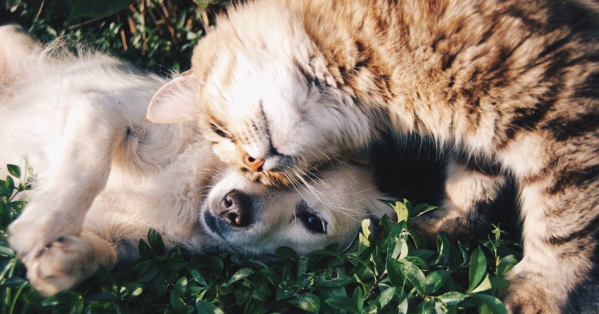 Cane e gatto sdraiati sull'erba