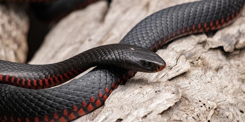 Serpente rosso e nero su roccia